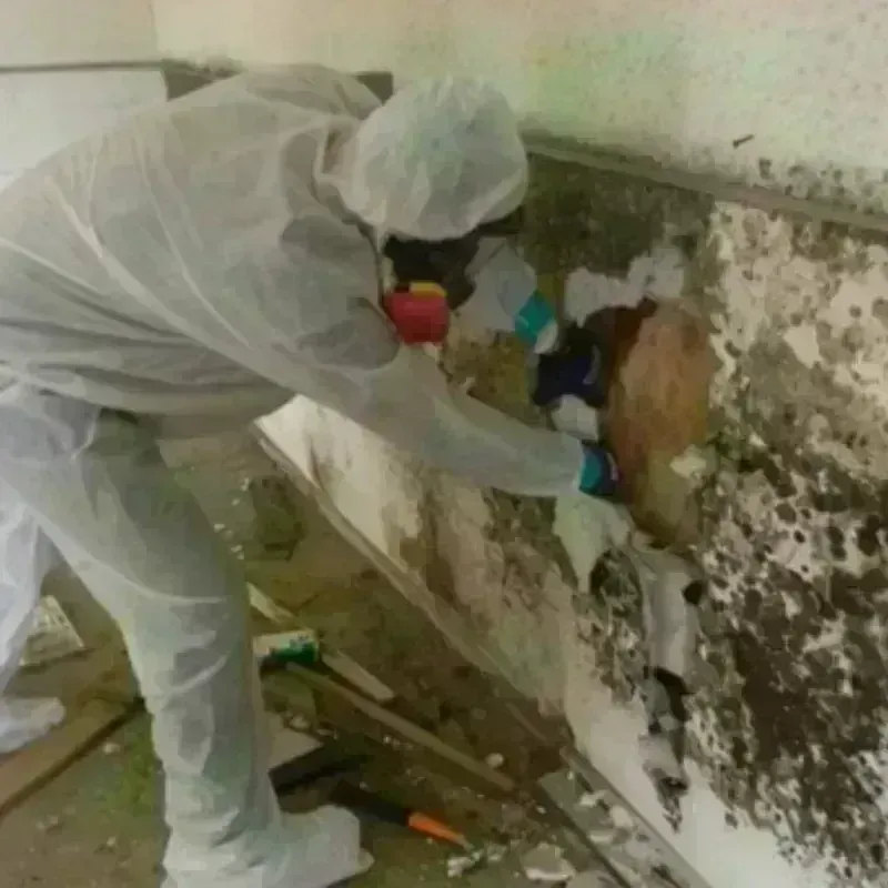 Mold Remediation and Removal in Glenville, CT